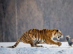 Wildlife Protection