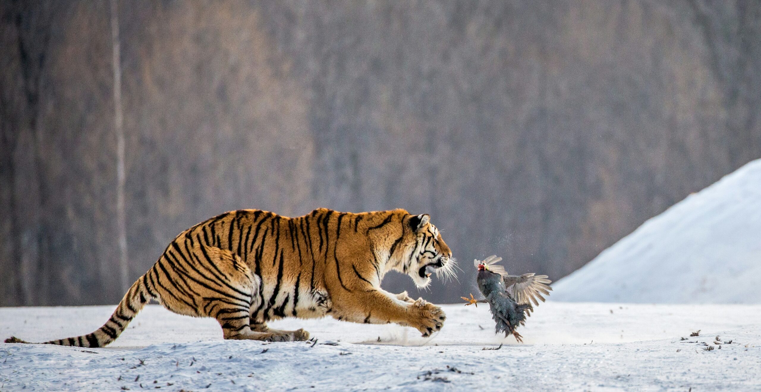 Wildlife Protection